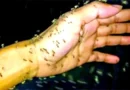 ডেঙ্গুতে আরও একজনের মৃত্যু, হাসপাতালে ভর্তি ১১৬৩