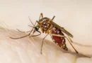 ডেঙ্গুতে আরও ৪ জনের মৃত্যু, হাসপাতালে ভর্তি ১৯৭৮