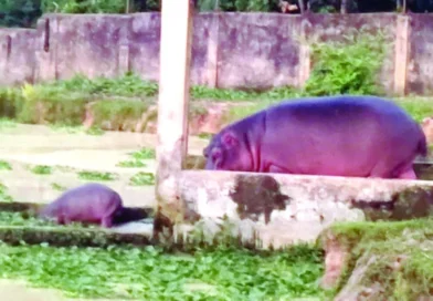 জলহস্তী পরিবারে আনন্দের বন্যা