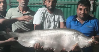বড়শিতে ধরা পড়লো সাড়ে ১৩ কেজি ওজনের চিতল মাছ