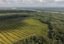 ধান চাষে বন উজাড় বন্ধের ঘোষণা ইন্দোনেশিয়ার