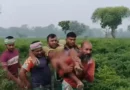 কুষ্টিয়া সীমান্তে বিএসএফের গুলিতে বাংলাদেশি কৃষক আহত, বিজিবির পাল্টা ফায়ার