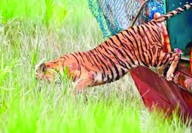 সেই বাঘিনির খোঁজ মেলেনি
