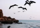 পারস্য উপসাগরে তেল দূষণ দ্বিগুণ, হুমকিতে সামুদ্রিক প্রাণী-বিশুদ্ধ পানি