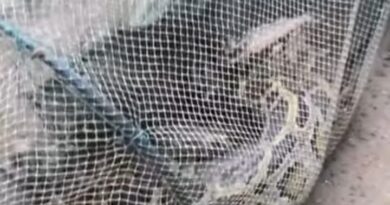 ফুলবাড়ীতে চায়না দুয়ারী রিং জালে আটকা পড়ল বিশাল অজগর
